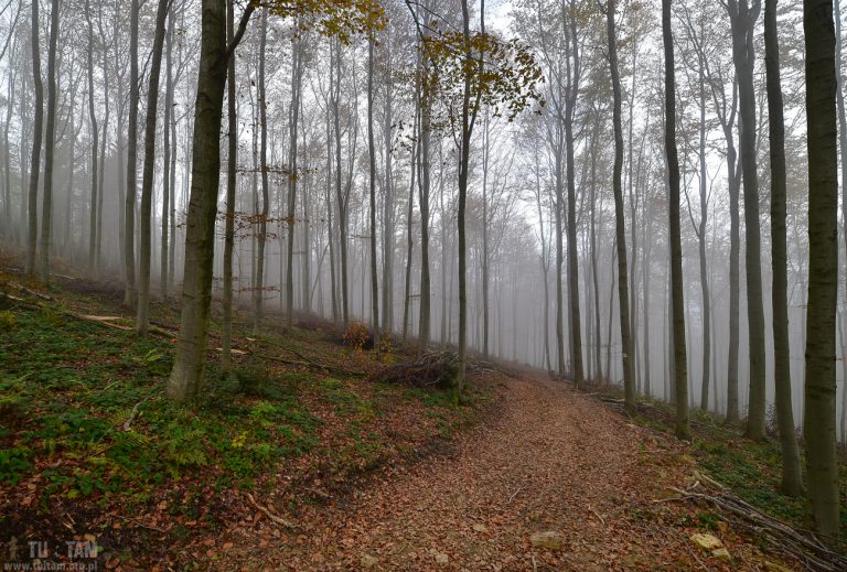 pilne-ostrzezenie:-minister-klimatu-ostrzega-przed-wchodzeniem-do-lasow