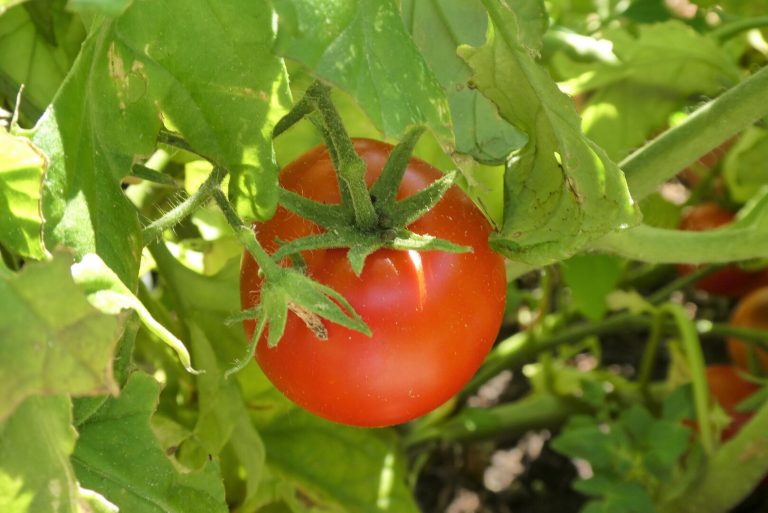 tomato fruit food plum tomato plant bush tomato 1655205 pxhere.com